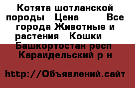 Котята шотланской породы › Цена ­ 40 - Все города Животные и растения » Кошки   . Башкортостан респ.,Караидельский р-н